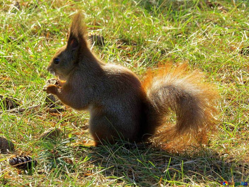 Squirrel eating №35690