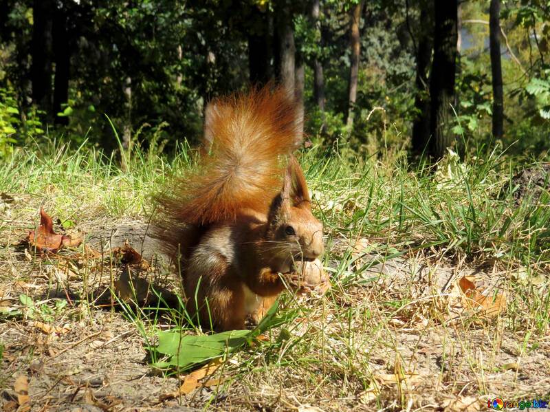 Écureuil dans l`herbe №35710