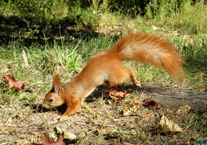 Eichhörnchen springen №35716