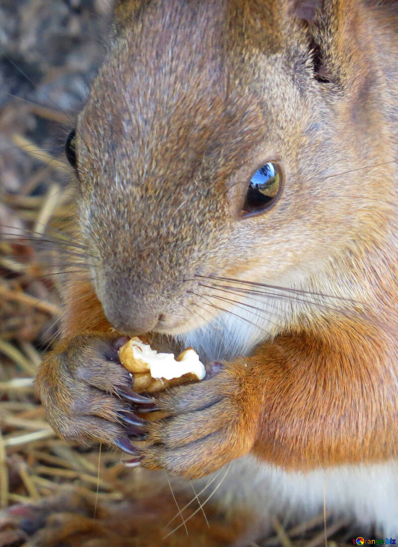 Squirrel eating nut №35680
