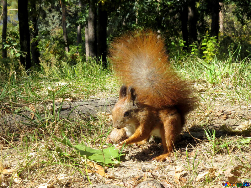 Squirrel found Walnut №35712