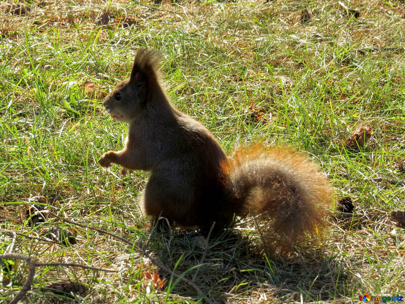 Squirrel №35687