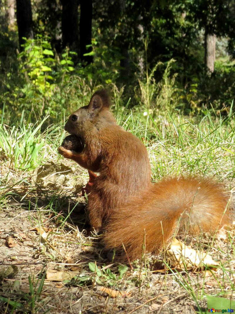 Animal Squirrel  №35709