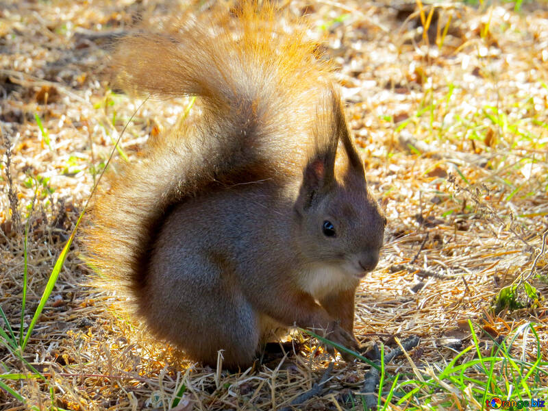 Creatura pelosa scoiattolo №35671