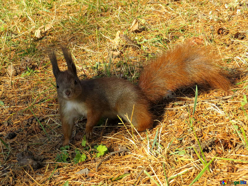 Eichhörnchen im Gras №35732