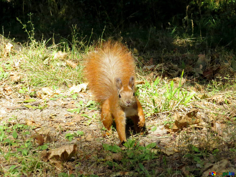 Red squirrel №35708