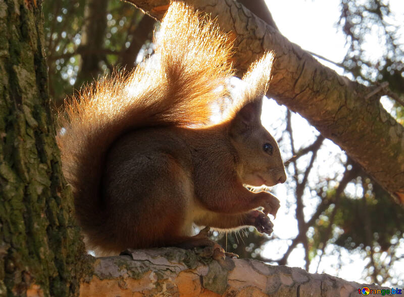 Eichhörnchen auf Baum №35685