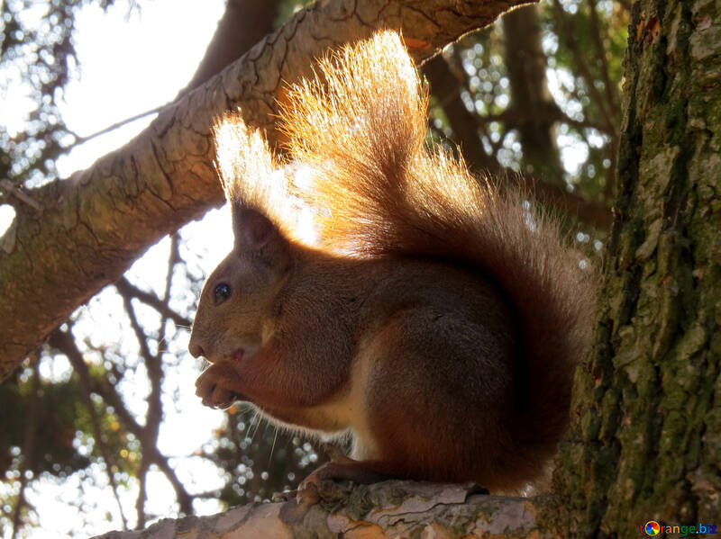 Eichhörnchen auf dem Baum №35686