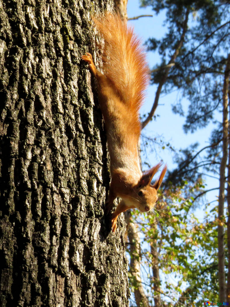 Écureuil dans l`arbre №35711