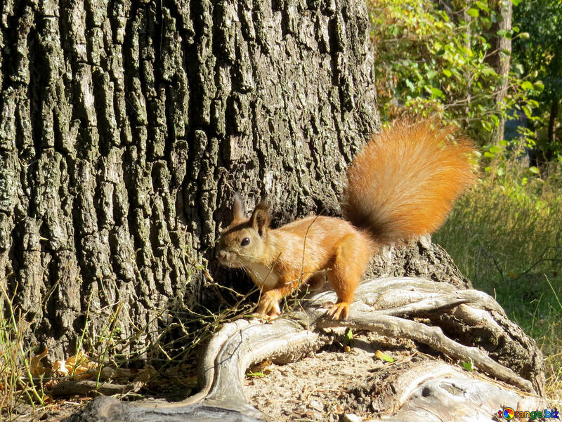 Squirrel on tree №35720