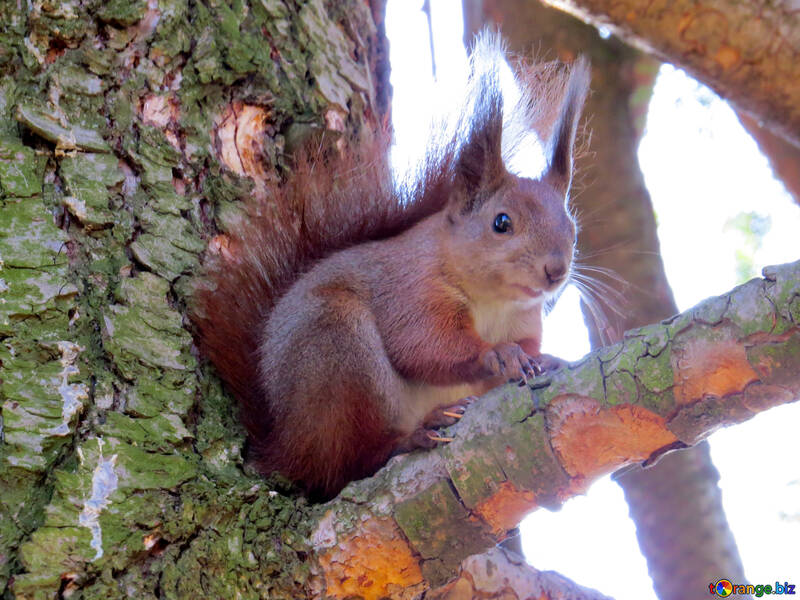 Eichhörnchen auf dem Baum №35729