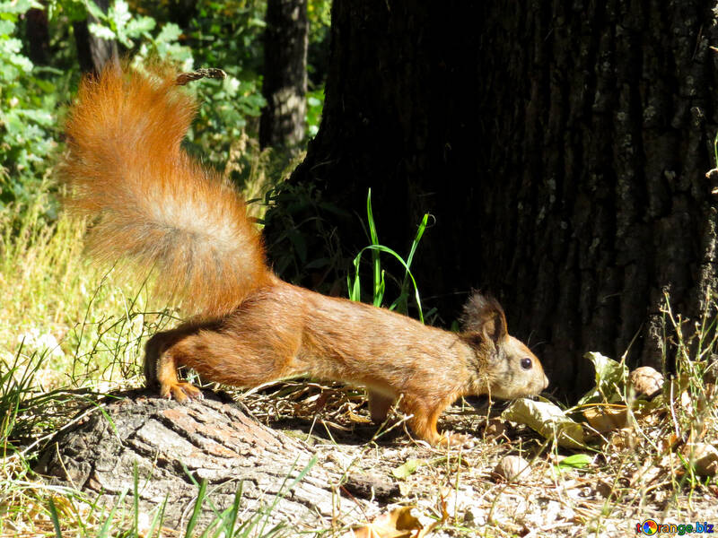 Squirrel under tree №35706