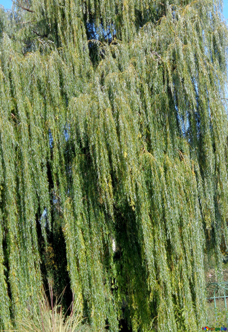 Willow branch №35876