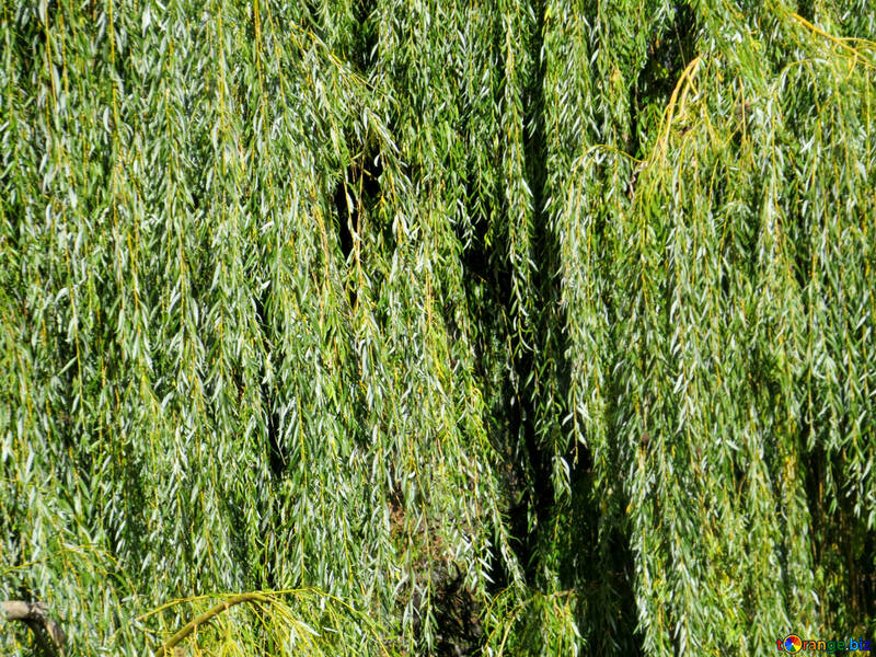 Willow leaves №35957