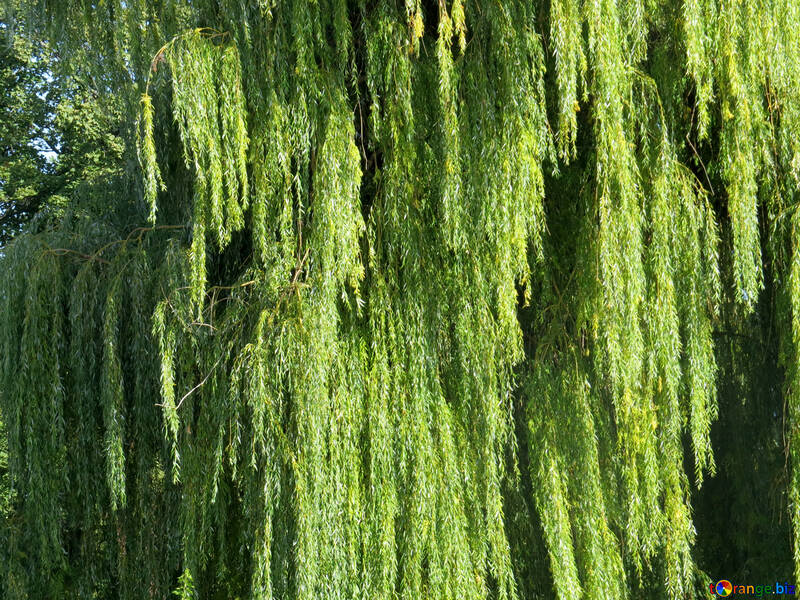 Weeping willow №35956