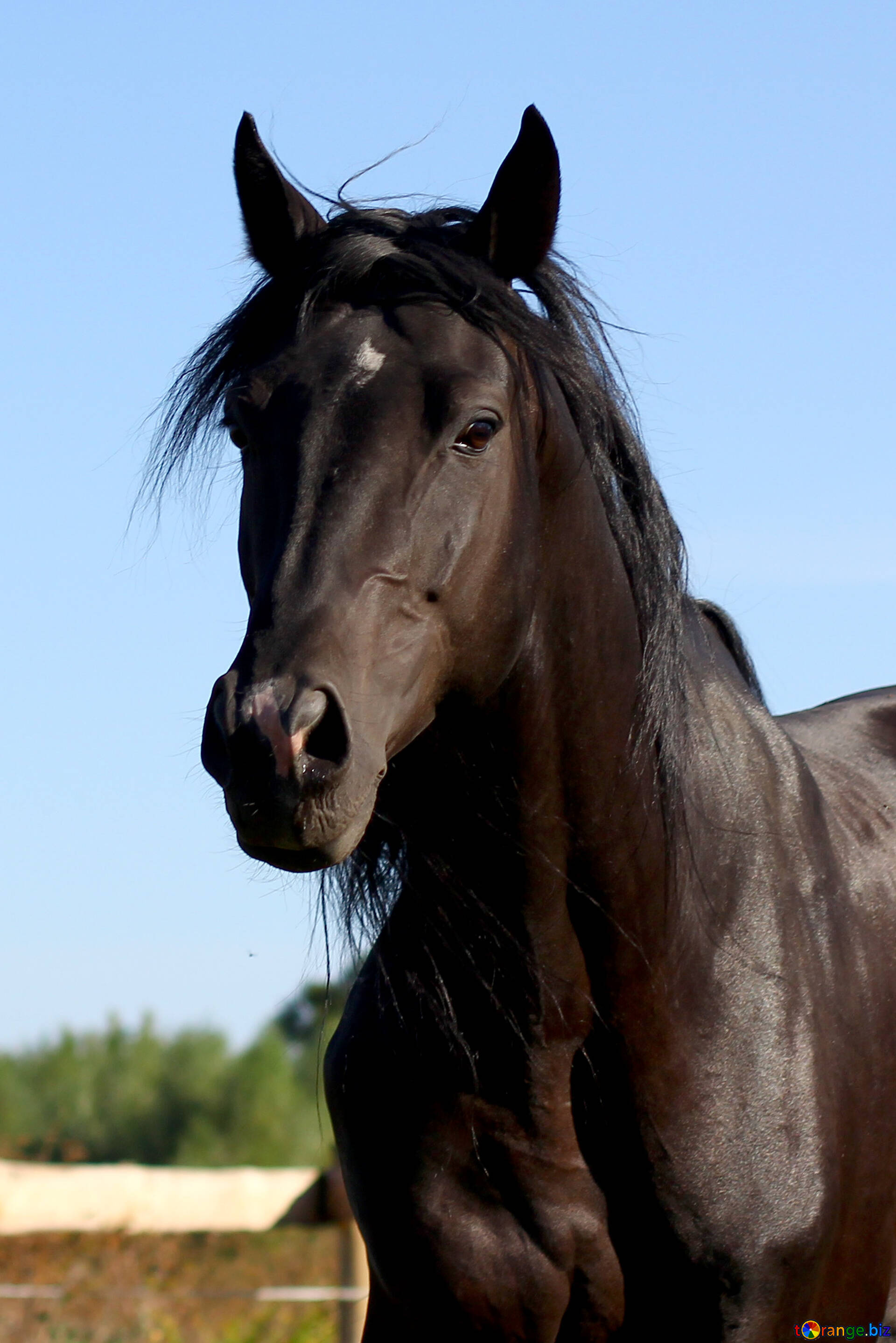 馬 無料の写真 美しい馬 無料の写真 馬 Torange Biz