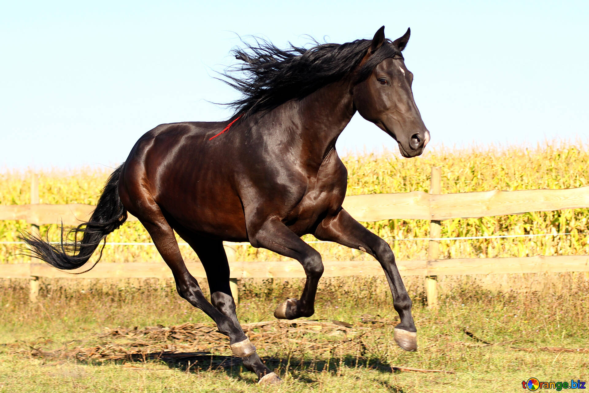 Pferde desktop-hintergrundbilder kostenlos hintergrundbilder pferde