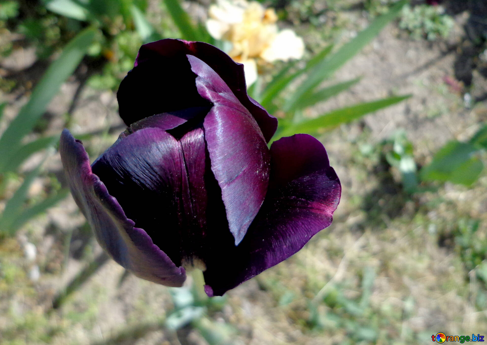 チューリップ 無料の写真 暗い紫チューリップ 無料の写真 チューリップ Torange Biz