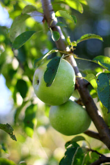 Hermoso cuadro de manzanas en la rama de un árbol de manzana №36958