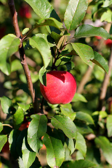 Belle pomme rouge suspendu à la branche №36969