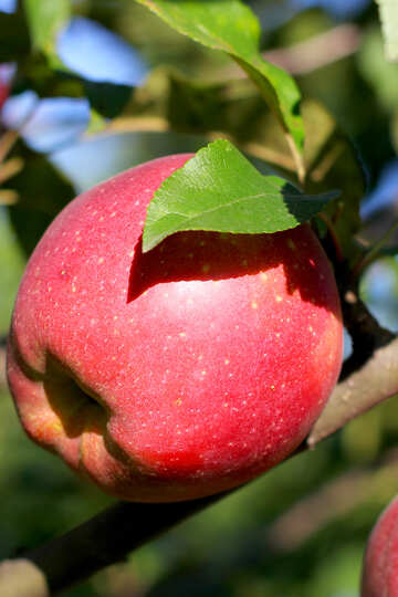 Organic apple №36967