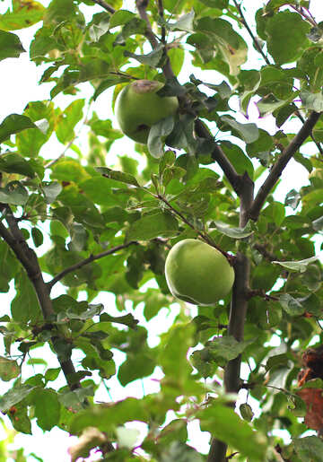 リンゴとリンゴの木 №36126