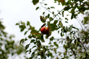 Apple hanging on branch №36123