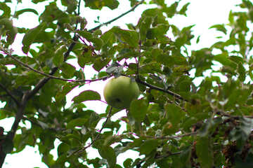 リンゴの木に掛かっています。 №36124