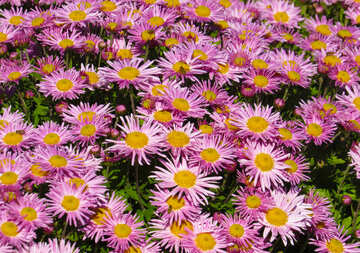 Hintergrund der Chrysanthemen №36909