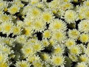Background color of Chrysanthemum №36897