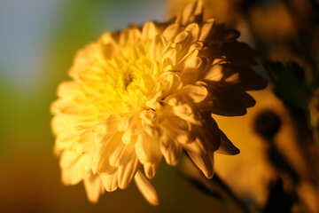 Bouquet de chrysanthèmes №36981