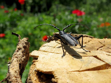 Black beetle №36341