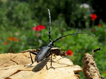 Black beetle with big ears №36340