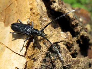 Escarabajo negro con grandes bigotes №36355