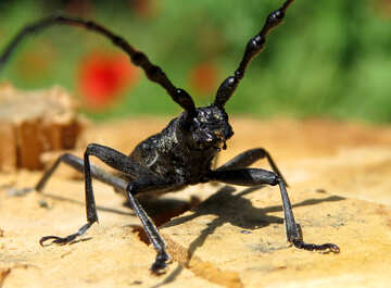 Close-up Beetle №36349