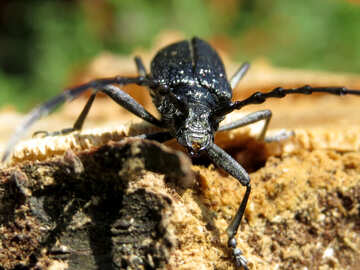 Large beetle №36358