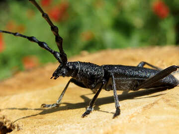 A large black beetle №36343