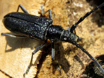 Ein großer schwarzer Käfer №36356