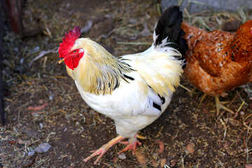 Bird rooster №36789