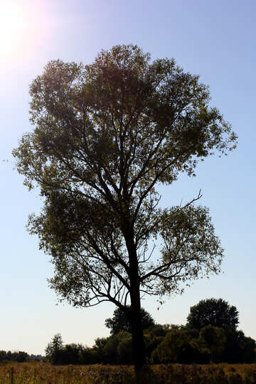 Einsamer Baum №36974