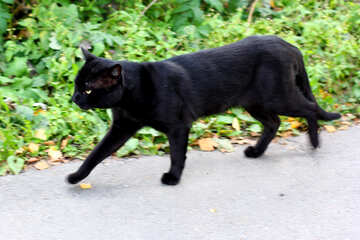 Black Cat №36143