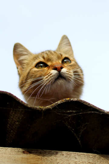 Portrait of the cat №36546