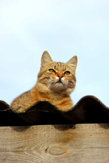 Cat on the roof №36543