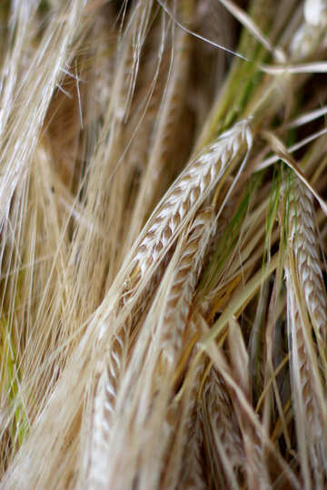 背景パン小麦 №36267