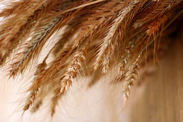 Wheat on the desktop №36257