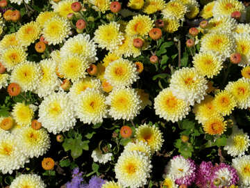 Chrysanthemum №36901