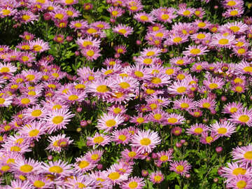 Chrysanthemum №36907