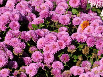 Chrysanthemum №36911