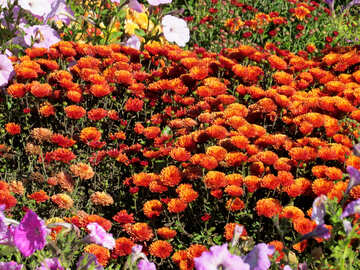 Chrysanthemum №36912