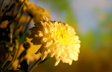 Background with flower Chrysanthemum №36979
